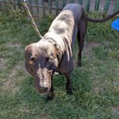 One of the dogs found at the home of Lewis Wray which had been used for hunting
