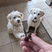 YuMove's little joint supplement treats are my dogs' favourite snacks right now