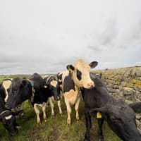 ‘I followed the Dales Way Link between Harrogate and Ilkley - and was sabotaged by cows’