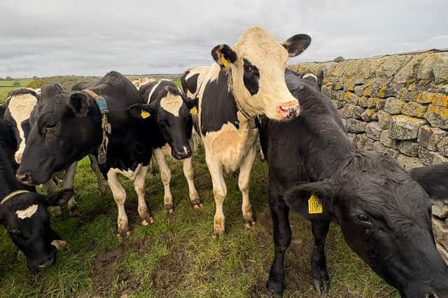 Cows blocking the gate on the Dales Way Link