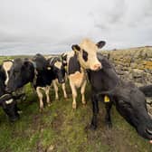 Cows blocking the gate on the Dales Way Link