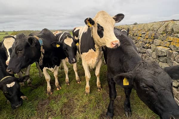 Cows blocking the gate on the Dales Way Link