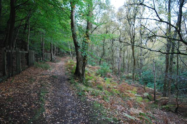 Walking through woodland at the beginning of the Harrogate Link