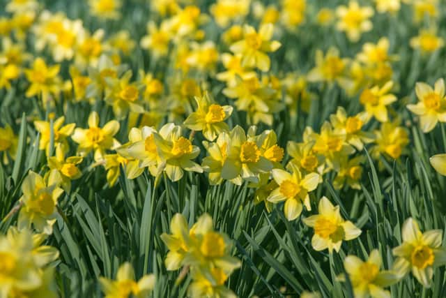 Wordsworth's daffodils