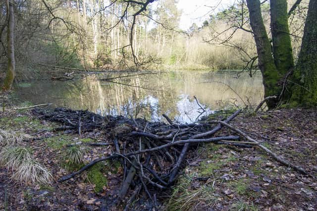 A smaller dam built by the beavers inside their enclosure
