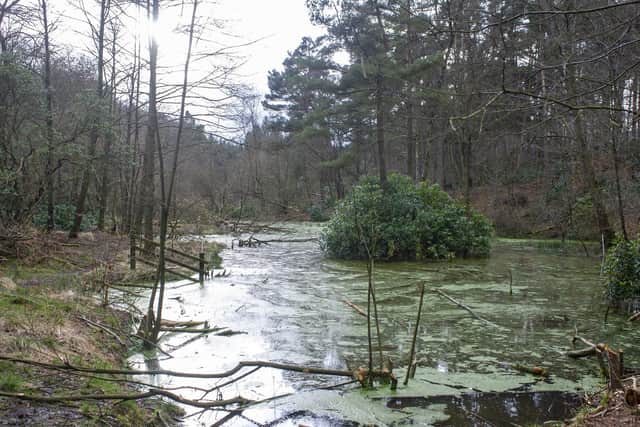 These ponds in Cropton Forest were once ornamental boating lakes for the Keldy Castle estate