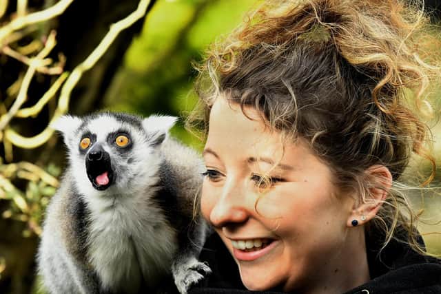 Melissa Tate at Sewerby Hall zoo with Luna, a ring-tailed lemur.