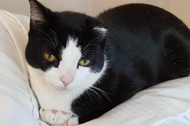 Litten has found a loving home with new owners who say he is 'absolutely adorable'