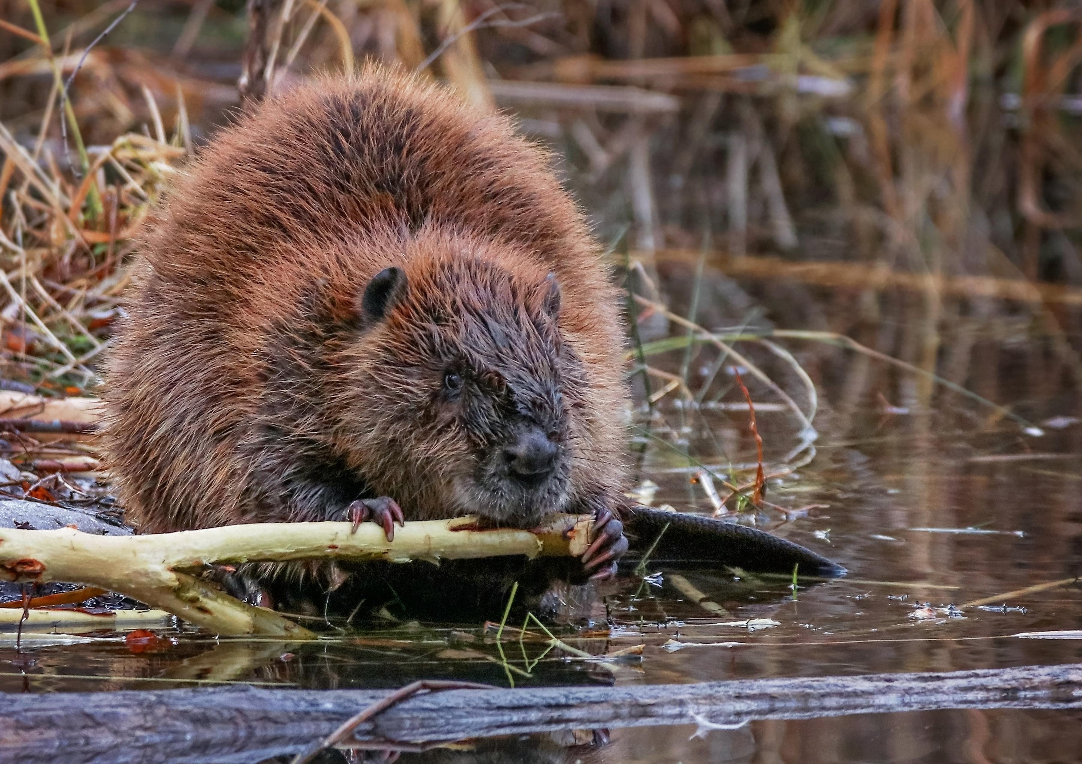 Beavers are no substitute for proper flood defences across Yorkshire – Bernard Ingham - Yorkshire Post
