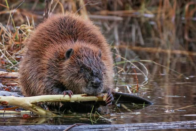 Can beavers help prevent Yorkshire communities being flooded in the future?