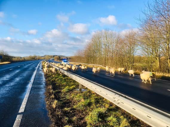 The stray flock of sheep on the A64 near Tadcaster. Credit: NYP