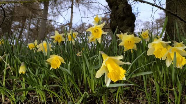 Daffodils at Farndale North Yorkshire