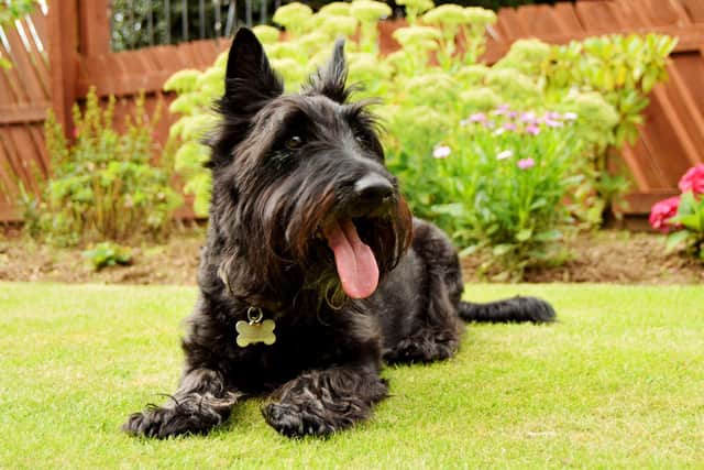 Nessie the Scottie dog, who appears in episode one of the Yorkshire Vet series 10. Picture: Daisybeck Studios.