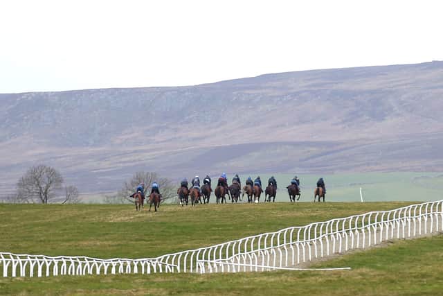 Horses on the gallops at Middleham.