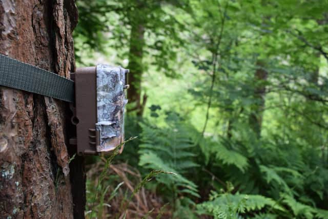 A total of 10 forests within the North York Moors National Park are now covered by camera traps