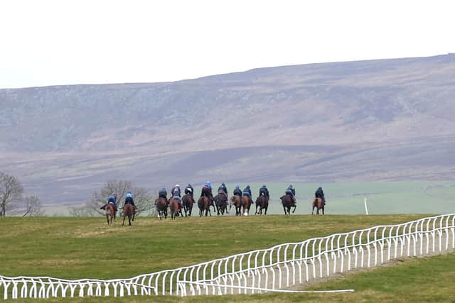 Horses on the gallops at Middleham this week.