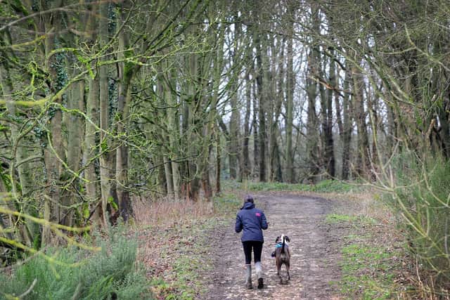 In the woods Heather Wright is walking her boxer Buster. Picture: Simon Hulme