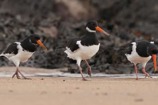 Robert Fuller took more than 1,000 pictures of Oystercatchers for the painting