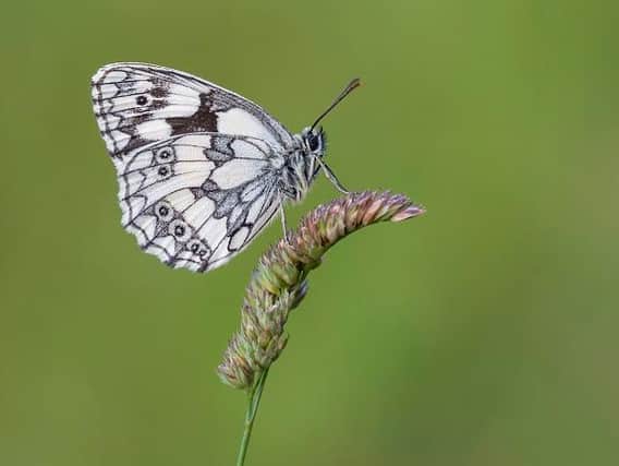 Marbled White butterfly Picture: Bob Eade, Butterfly Conservation