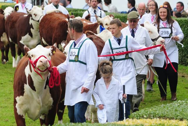 The cattle parade at last year's Great Yorkshire Show.