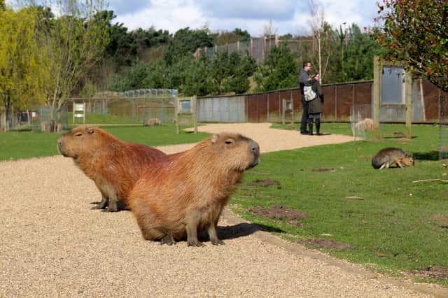 Animals have the Yorkshire Wildlife Park almost to themselves