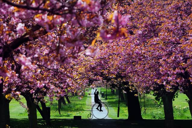 Graham Reed rides his 1866 Penny Farthing through the Cherry Blossom, on the Stray, Harrogate