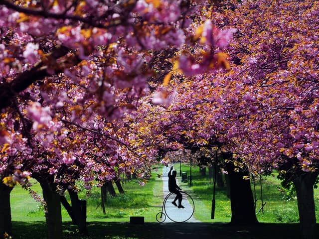 Graham Reed rides his 1866 Penny Farthing through the Cherry Blossom, on the Stray, Harrogate