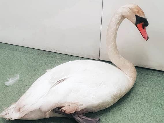 Leanne Honess-Heather was rescuing a swan when the attack happened