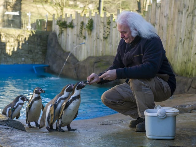 Bird keeper Peter Stubbs with visitor favourites the penguins at Harewood House.