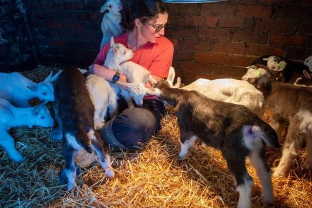 Sharron Parker with her goats. Picture by Bruce Rollinson.