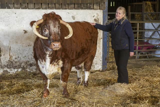 Angela & David Blockley at Southfield Farm, Drighlington near Leeds have a pedigree Longhorn herd. Picture Tony Johnson