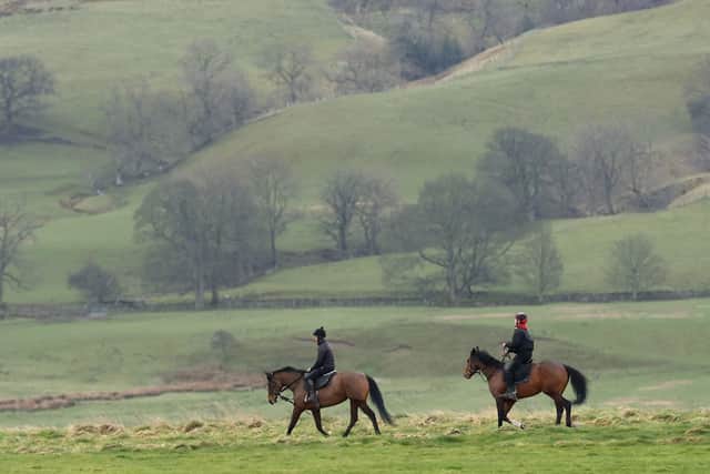 Horses being exercised at Middleham last week.