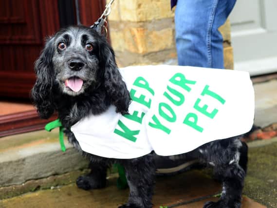 Jake the dog is walked by Keep Your Pet volunteers. Picture: Scott Merrylees
