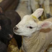 Are farmers receiving sufficient support as the lambing season begins?