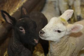 Are farmers receiving sufficient support as the lambing season begins?