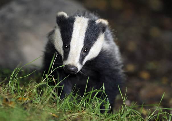 Badgers - the Countryside Alliance asks what form of animal welfare is acceptable to anti-hunting groups?