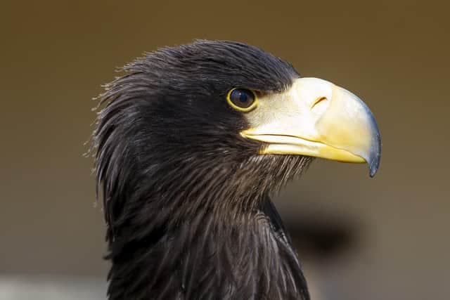 The Steller's sea eagles at the Helmsley Birds of Prey Centre