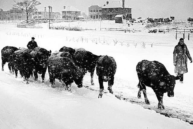 Heavy Snow In Yorkshire, Driving cattle along the Leeds - York road near York during a snow storm, Yorkshire. (Photo by Hulton Archive/Getty Images)