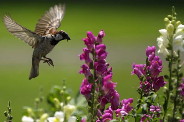 A house sparrow searches for food. (Getty Images)