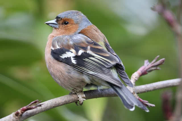 A Chaffinch sits in branches (Dan Kitwood/Getty Images)