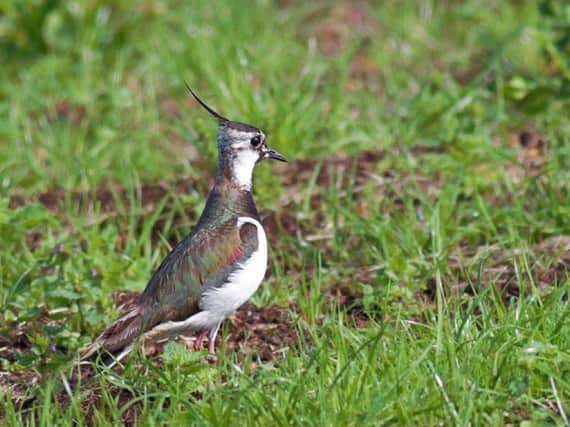 A record number of farmers took part in this year's Big Farmland Bird Count