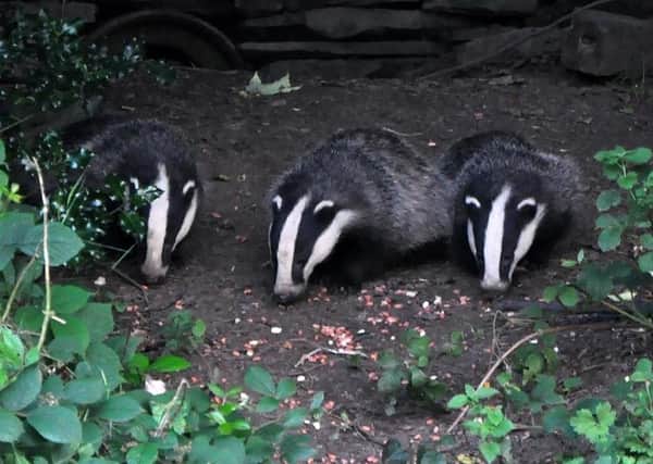 Should badger setts have even greater legal protection?
