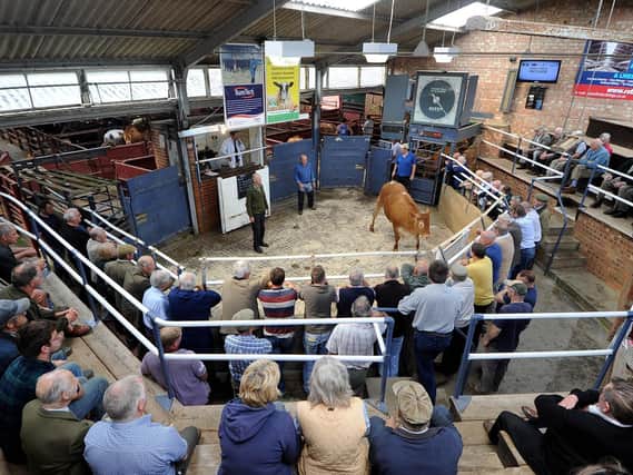A cattle auction at Malton
