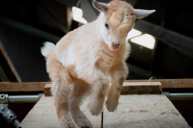 A dancing goat photo taken by workers at Cannon Hall Farm near Barnsley. Photo credit: SWNS