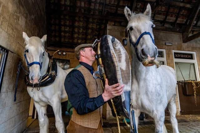 Simon Crook, stable manager for Samuel Smith Brewery with shire horses Prince, 12, and Humphrey, eight. Picture: James Hardisty.