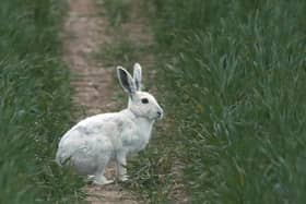 Robert Fuller went in pursuit of the white hare - a fabled Easter bunny