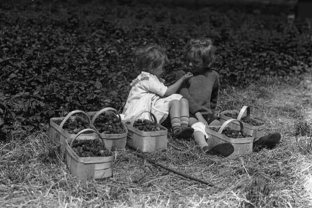 June 1925:  Children have a break during strawberry picking in the Cheddar Valley.  (Photo by Topical Press Agency/Getty Images)