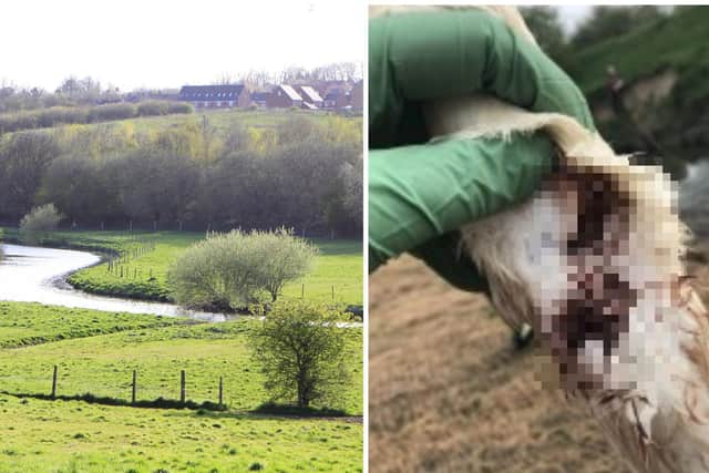 A swan was nearly killed in an attack by the River Rother in Sheffield (pictured, left) on Thursday, the RSPCA has said.