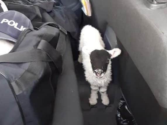 The lamb was returned to its owner after North Yorkshire Police found it lost in the Yorkshire Dales over the Easter weekend. Picture: North Yorkshire Police