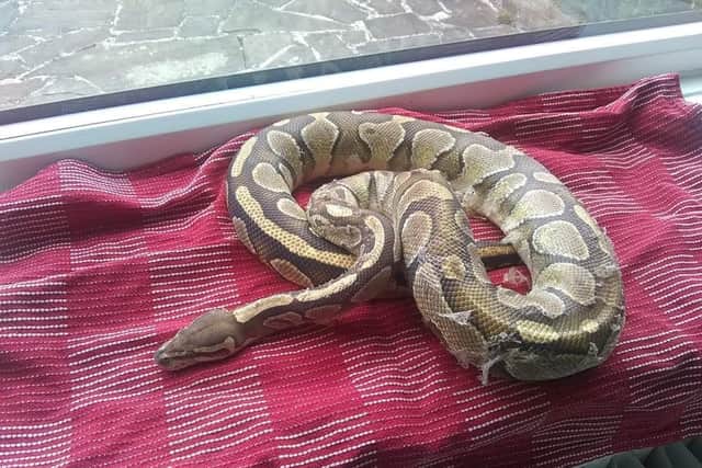 Two of the snakes revived when placed in the sun on rescuer Sarah Tindal's window sill